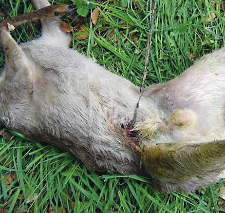 An den Verletzungen gehen Wildtiere oft qualvoll ein. Die grösste Gefahr stellen Stacheldrahtzäune entlang von Waldrändern dar.