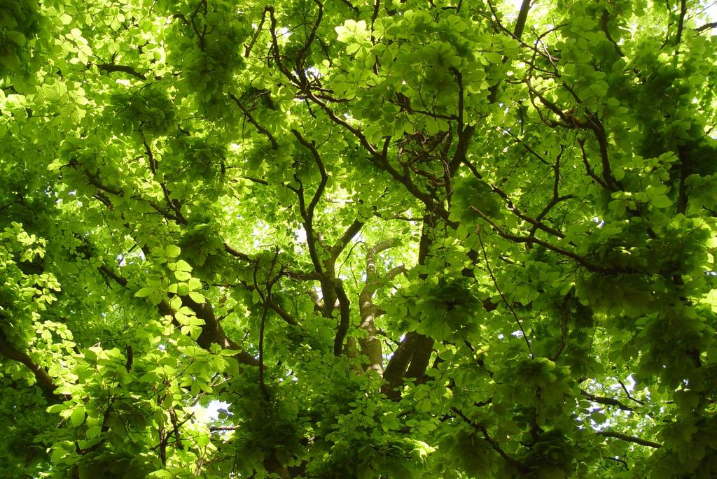 Maßnahmen im Wald Entwicklung Folie 15 Förderung von Habitatstrukturen im Wald (270 ha) ([1381] Grünes Besenmoos) Schaffung von Trittsteinen bzw.