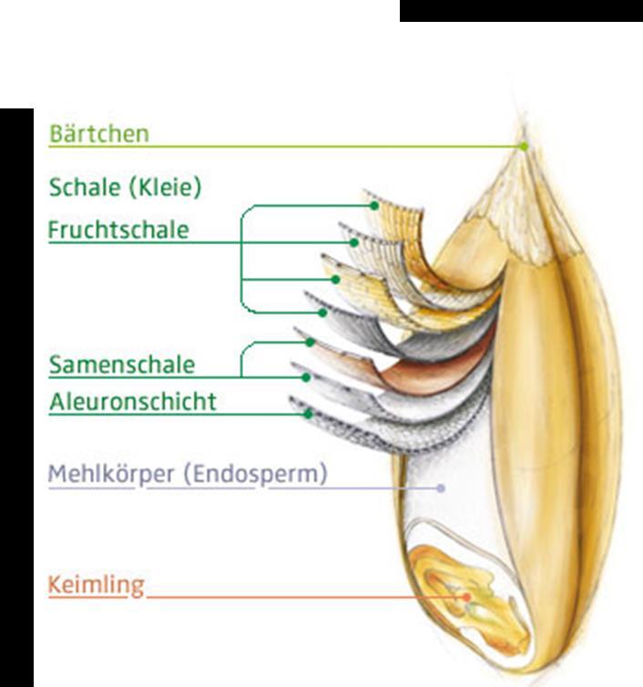 Weizenkorn Der Anteil der Weizenkleie beträgt ca.
