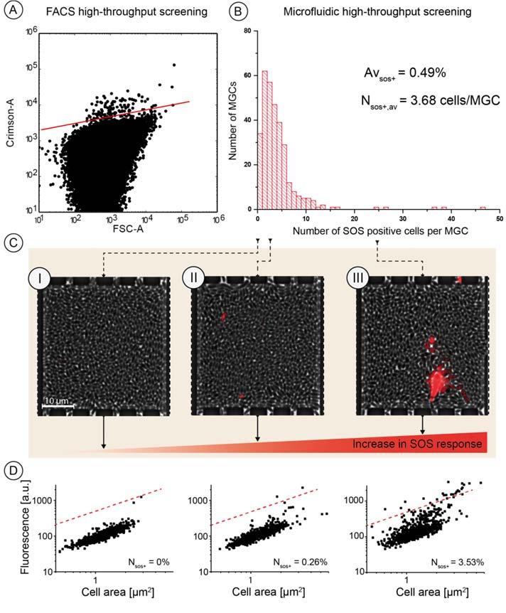 3 Single-cell microfluidics: Development and validation Figure 3.20: Quantification of SOS response during MSCC high-throughput screening.