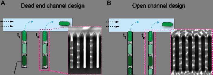 2.1 Microbial single-cell analysis The effectiveness of these colony based systems is strongly depends on the chamber height, chamber geometry and flow rate applied to the system.