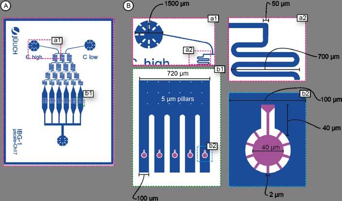 3 Single-cell microfluidics: Development and validation Figure 3.2: Design of the PLBR chip. (A) CAD drawing of the whole microfluidic chip.