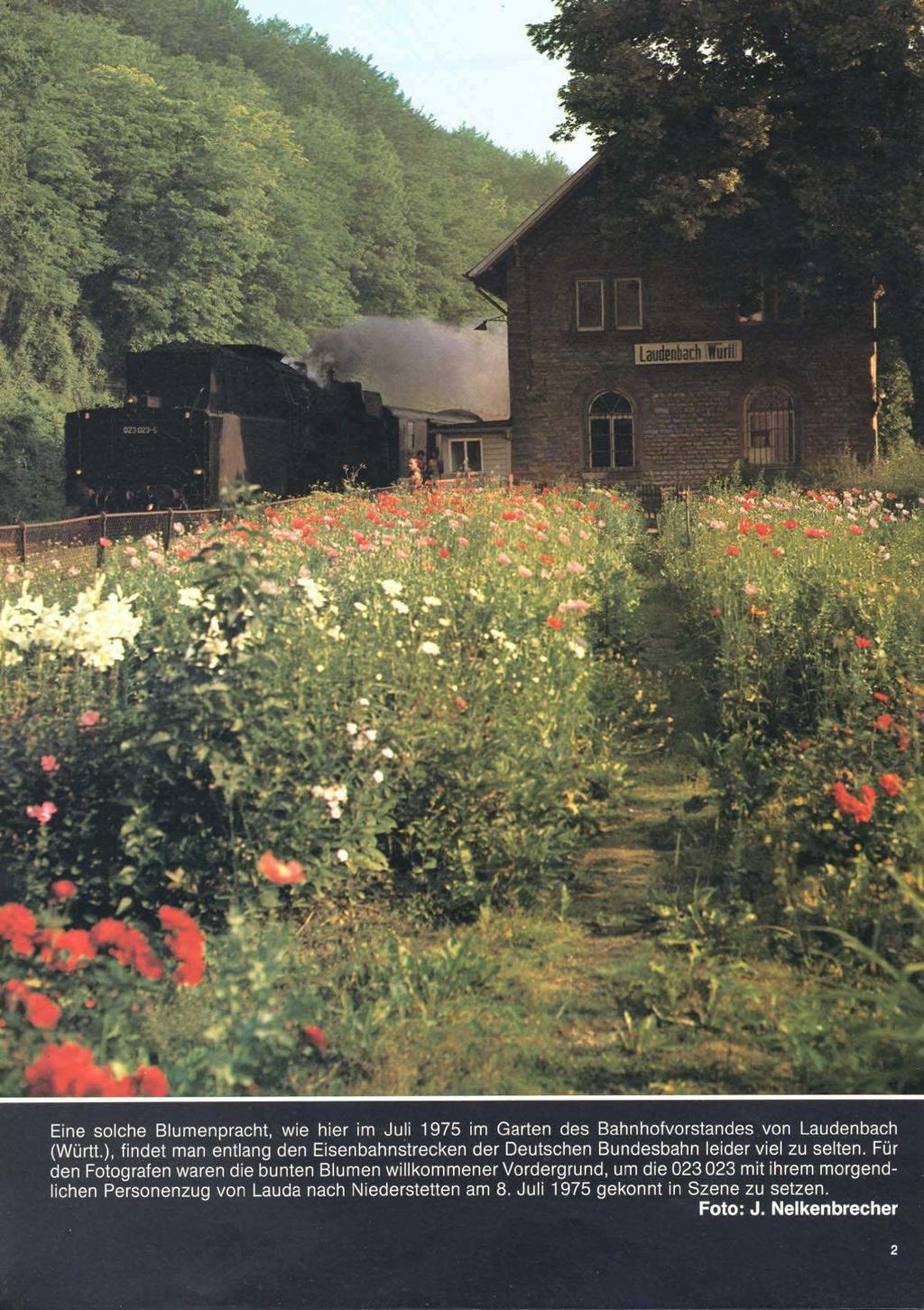 Eine solche Blumenpracht, wie hier im Juli 1975 im Garten des Bahnhofvorstandes von Laudenbach (Württ.), findet man entlang den Eisenbahnstrecken der Deutschen Bundesbahn leider viel zu selten.