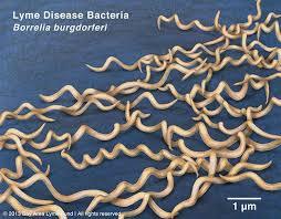 Lyme Disease der Übeltäter Borrelia