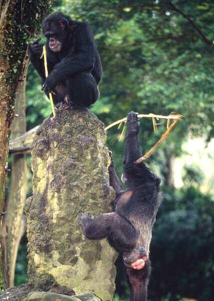 Schimpansen Die Schimpansen sind zusammen mit den Bonobos genetisch gesehen unsere nächsten Verwandten.