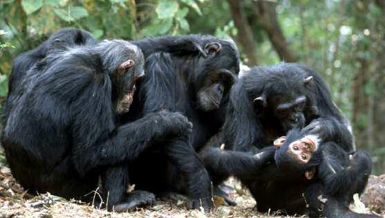 Michel Gunther/WWF-Canon Entlausung In den unterschiedlichen Schimpansenpopulationen wurden rund 40 verschiedene Verhaltensweisen beobachtet, viele davon beim Umgang mit Werkzeugen.