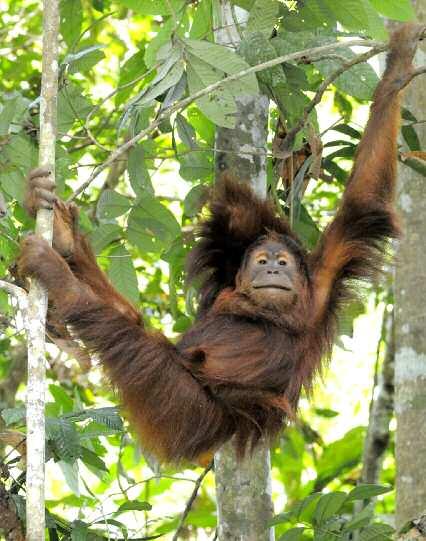 Malaysia Indonesien Geographische Verteilung der Orang-Utans den männlichen Tieren halbmondförmige, nach aussen wachsende Backenwülste sowie ein Kehlsack unter dem Hals.