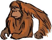 erst gar nicht über den Weg laufen. Orang-Utans leben eher einzelgängerisch und haben kein festes Revier.