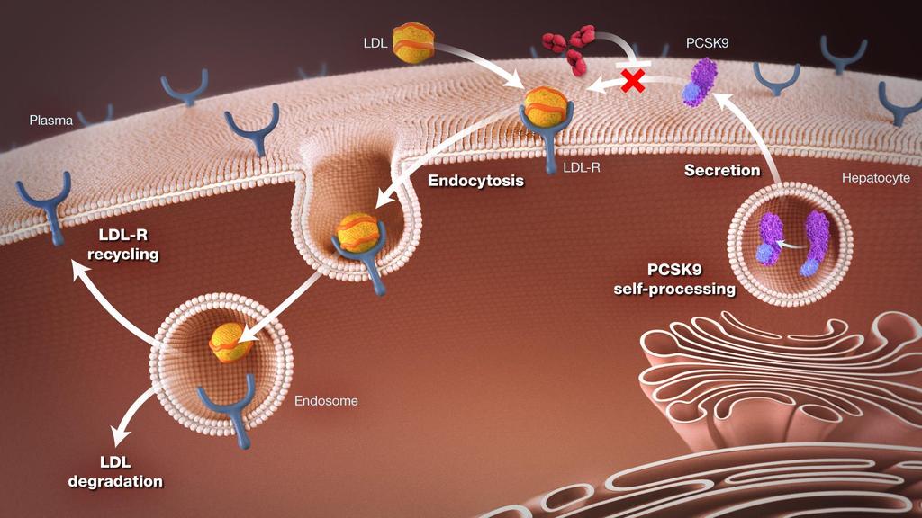Anti-PCSK9 mabs blockieren die PCSK9/LDL-R Interaktion und senken LDL-C 1.