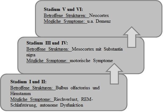 Einleitung Abbildung 1: Modifizierte Darstellung der Stadien 1-6 nach Braak und Kollegen (2003) REM = Rapid Eye Movement Das Einteilungsschema veranschaulicht den engen Zusammenhang zwischen den