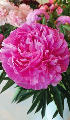 Paeonien Dr. Alexander Fleming Gut gefüllte, rosafarbene, große Blüte.
