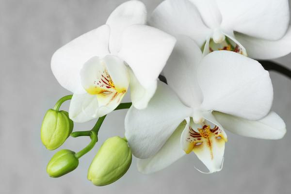 Aufpreis zum Brautstrauß (Orchideen) von feiner Natur Ihr Brautstrauß kann auf Wunsch gerne auch mit Orchideen gestaltet werden.