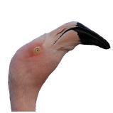 verschiedene Flamingo-Arten gehalten: Kuba-, Chile- und