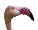 anhand der beigefügten Abbildungen die drei Flamingo-Arten. 2.