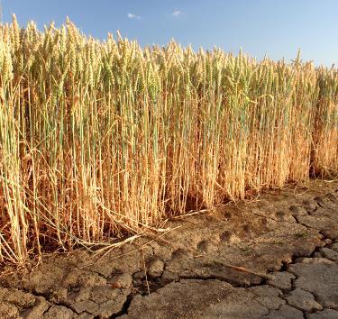 Landwirtschaft ist Täter und Opfer Die Landwirtschaft leidet unter Extremwetterereignissen - Starkregen (Erosion, Überschwemmung,