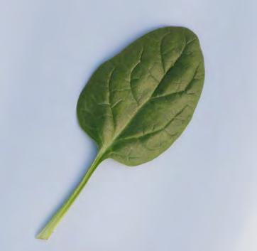 Dunkelgrünes, rundes Blatt semi savoyed Odysseus Langsam wachsende, dunkelgrüne Spinatsorte für alle Produktionsbereiche n Hohe