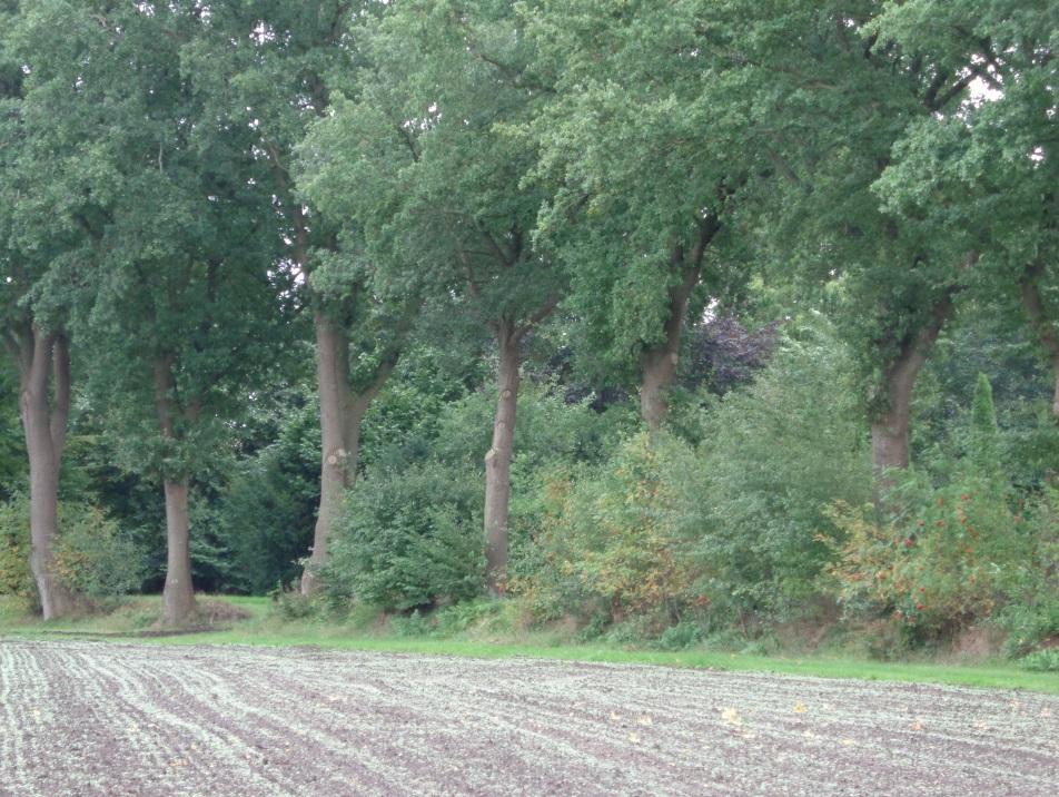 Entstehung und Bedeutung Im Mittelalter wurden Wallhecken um die gemeinschaftlich bewirtschafteten Dorfäcker (Esche) zum Schutz gegen das auf der Allmende (gemeinschaftlich genutzte Grünlandflächen)