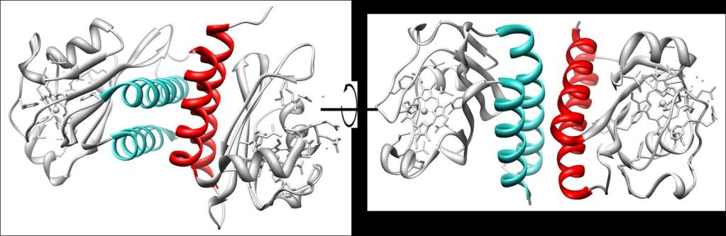 Diskussion Ma et al., 2009), von DosT aus Mycobacterium tuberculosis mit permanent gebundenem Häm (Podust et al., 2008) und von Nlh1 aus Aquifex aeolicus in der apo-form (Batchelor et al.