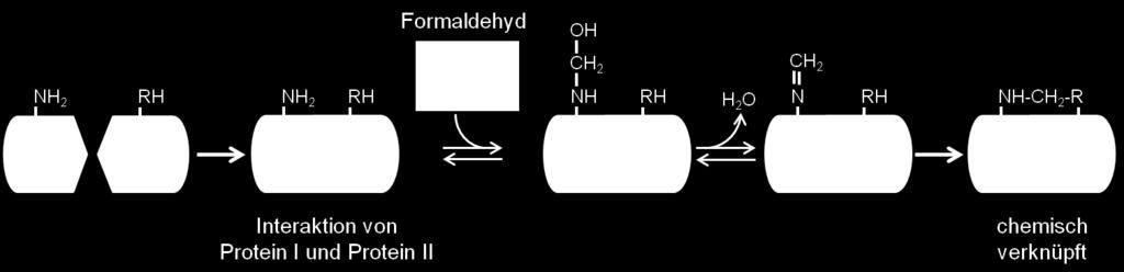 Material und Methoden Abbildung 3.1: Chemische Verknüpfung zweier Proteine mit Formaldehyd in Cross-Linking Experimenten (nach Klockenbusch und Kast, 2010). 3.4.