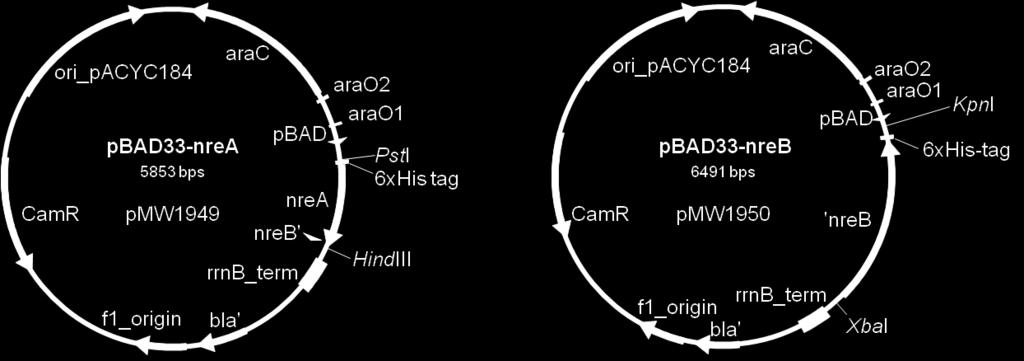 Zur Konstruktion von pmw1949 wurde nrea inklusive der Ribosomenbindungsstelle und dem His 6 -tag aus pqe31nrea amplifiziert und durch Einfügung der