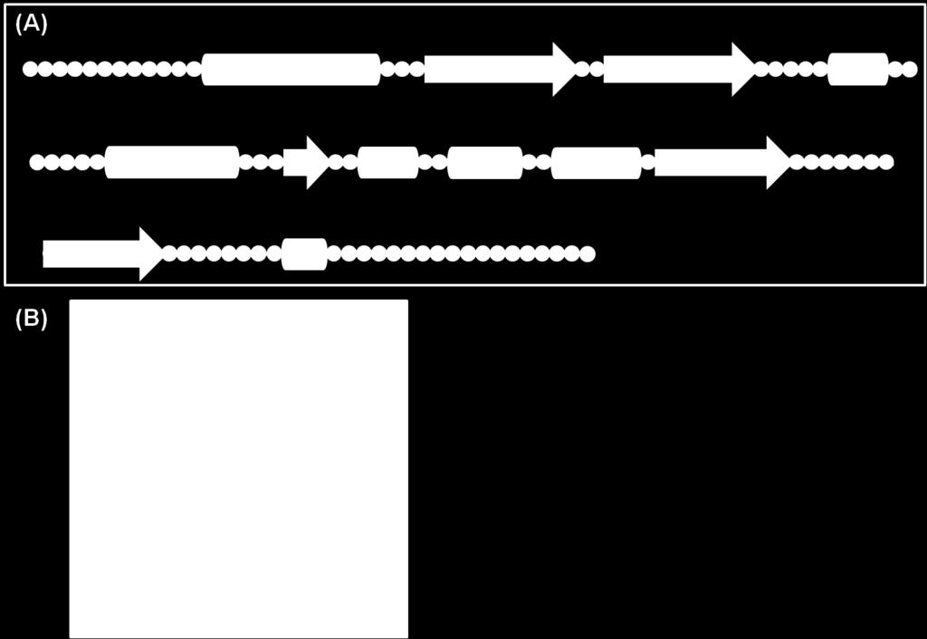Ergebnisse Abbildung 4.3: NreA von S. carnosus. Unter (A) sind in der Primärsequenz die Sekundärstrukturelemente ( -Helix: brauner Zylinder, -Faltblatt: hellroter Pfeil) angegeben.