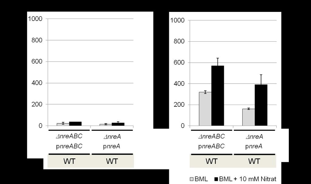 Ergebnisse Abbildung 4.10: Lipaseaktivität (narg-lip Expression) von zwei konstruierten wildtypischen Geno- bzw. Phänotypen.