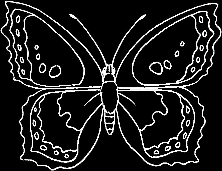 Lösungskarten Lapbook (2) KV 4 Station 3 Wissenswertes zum Thema Schmetterling Schmetterlinge gehören zu den Insekten. Die Augen bestehen aus vielen Einzelaugen.
