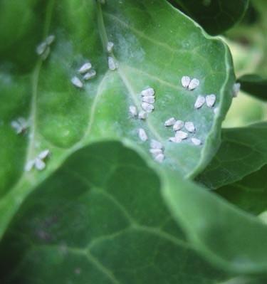 2 Pests and damage Whitefly Whitefly Whitefly ( fig. 28) is found in greenhouses, on houseplants and outdoors. Signs of infestation: Whitefly settle underneath the leaves.