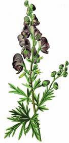 114 5 Remedy descriptions Materia medica 5.1 Homeopathic remedies for your garden Aconitum (Aconite, Monkshood) Characteristics: Sudden symptoms are typical of Aconitum.