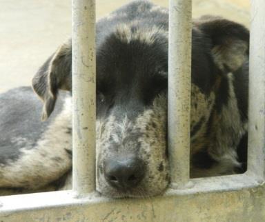 4. ADOPTION Die Adoption ist der einzige Ausweg eines jeden Tieres, dass sich bereits im Shelter befindet.