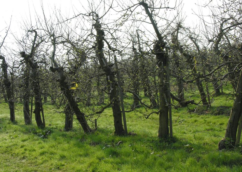 1. Ziele und Aufgabenstellung des Projektes Die Verwendung von Kupfer als Fungizid findet sowohl im ökologischen Obstbau als auch im integrierten Obstbau nicht nur während der Ascosporensaison im