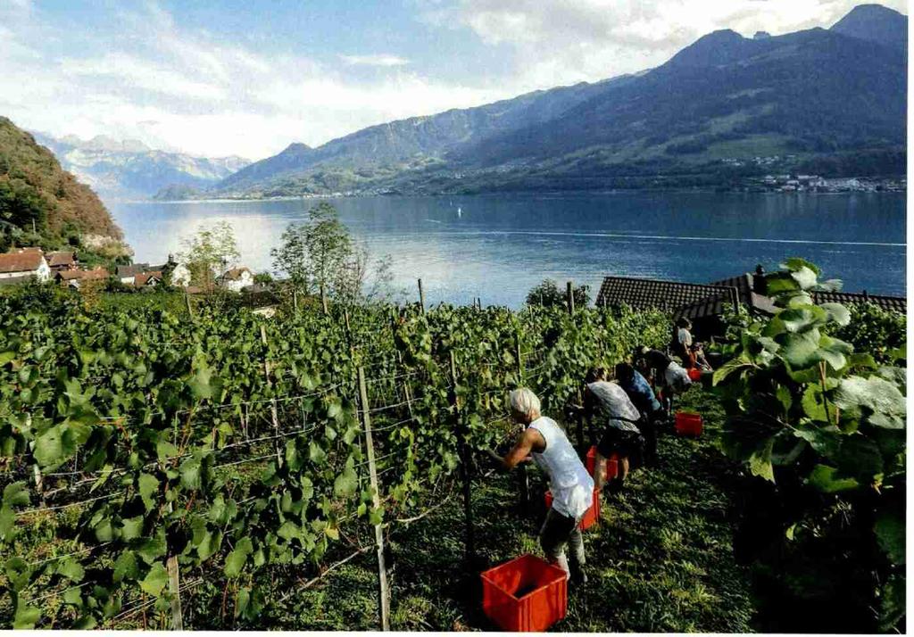 biodynamischen Vorgaben an, vor allem Riesling- Sylvaner, Sauvignon Blanc und Pinot Noir. 2017 wird Casanova die Ehre des Schweizer Biowinzers des Jahres zuteil.