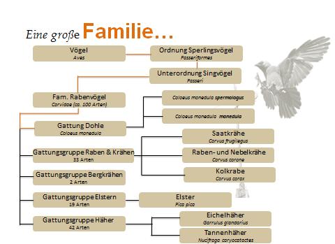 Ihre deutlichen Erkennungsmerkmale sind die hellgraue Iris sowie der kurze, im Vergleich zu Krähen kleine Schnabel, der zusammen mit der relativ hohen Stirn dem Gesicht ein arttypisches