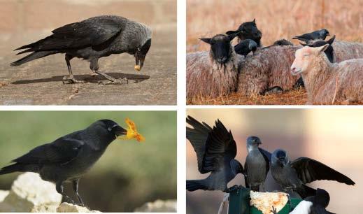 So können sich die Vögel innerhalb der Kolonie individuell erkennen und selbst nicht ganz so fitte Vögel werden von den anderen mitversorgt.