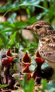 UNO-Jahr der Biodiversität in der Migros Aktionen mit dem WWF Schweiz, IP SUISSE und der Vogelwarte Sempach Sensibilisierung von