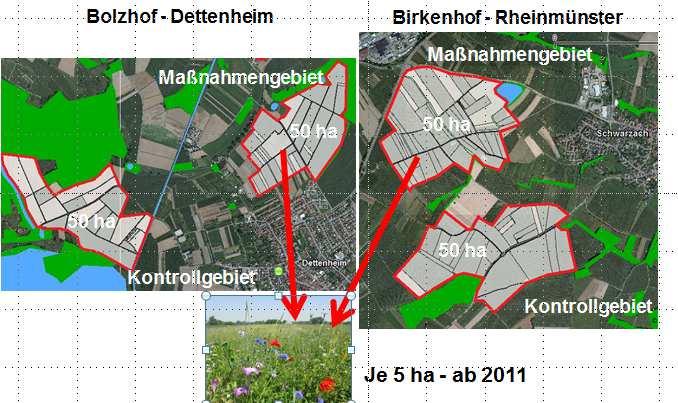Umsetzung Beispiel Blühstreifen Oberrhein Ökologische Aufwertungen in einer intensiv genutzten Ackerflur: Im Jahr 2010 Null-Aufnahme