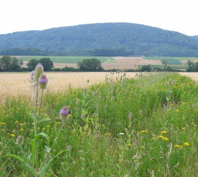 -streifen meist nur einjährig - Fehlende flächige Maßnahmen für