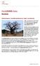 Affenbrotbaum: Top-Nährstoffquelle für Jäger und Sammler