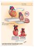 werbemittel-kataloge.com Best seller info@werbemittel-kataloge.com 0043 662 243397 Herzmodelle Heart models