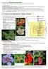 Vorlesung Botanische Systematik