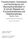 Transformation, Expression und Aufreinigung von Glycosyltransferasen in E.coli am Beispiel von Fucosyltransferase und Sialyltransferase