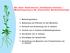 Die Acker-Schmalwand (Arabidopsis thaliana) Modellorganismus der pflanzlichen Molekularbiologie