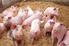 Futterkosten in der Schweinemast reduzieren