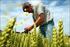 Gemeinsame Agrarpolitik der EU (GAP) Reformen ohne Ende?