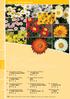 5 Argyranthemum frutescens sel LaRita Red. 6 Argyranthemum frutescens Nelia. Bractheantha (Xerochrysum) sel Mohave Basket Yellow