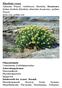 Rhodiola rosea Rosenwurz Pflanzenfamilie Zubereitungsformen Inhaltsstoffe der Arznei - Botanik