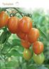 Tomaten. Sansibar, F 1. 74 TOMATEN Solanum lycopersicum L.