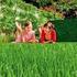 Tipps zur richtigen Rasenpflege