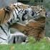 Populationsmanagement bedrohter Tierarten in Zoos