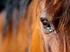 Fachinformation Tierschutz. Pferden keine Schäden und Leiden zufügen. Nutzung und Umgang